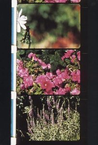 Ensemble de photogrammes issus des BOUQUETS : ils représentent des fleurs en plan rapproché