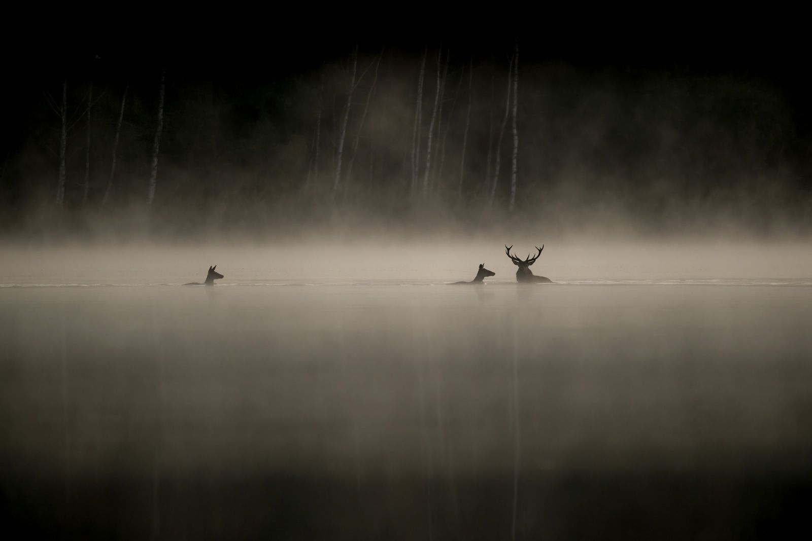 Photo extraite du film Le Chant des Forêts.